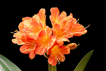 Image showing Blooming orange Amaryllis flower