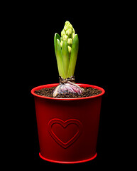 Image showing Blooming Hyacinth flower