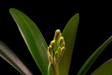 Image showing Blooming orange Amaryllis flower