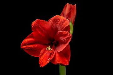 Image showing Blooming red Amaryllis flower