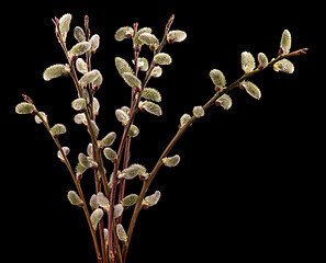 Image showing Blooming willow flowers