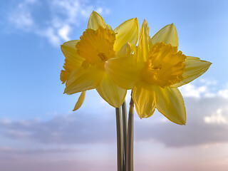 Image showing Spring Daffodil flowers