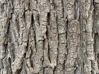 Image showing Tree bark texture