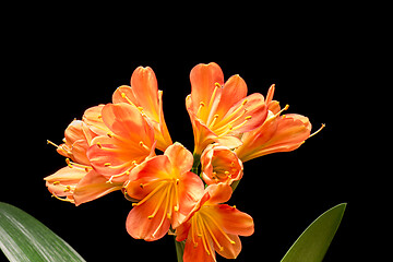 Image showing Blooming orange Amaryllis flower