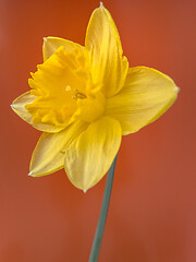 Image showing Spring Daffodil flowers