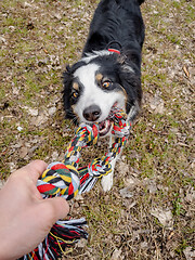 Image showing Australian Shepherd Dog at park