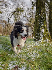 Image showing Australian Shepherd Dog at park