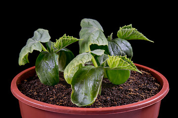 Image showing Small green cucumbers seedling