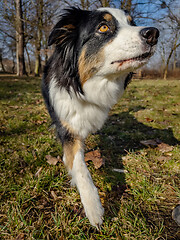 Image showing Australian Shepherd Dog at park