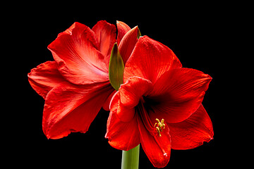 Image showing Blooming red Amaryllis flower