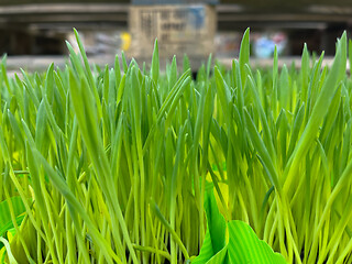 Image showing Green grass in pot