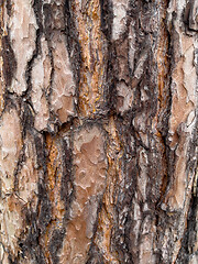 Image showing Tree bark texture