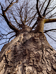 Image showing Tree trunk and branches