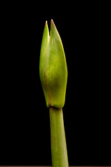 Image showing Blooming red Amaryllis flower