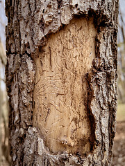 Image showing Diseased tree with exfoliating bark