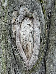 Image showing Tree bark texture