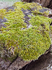 Image showing Green moss texture