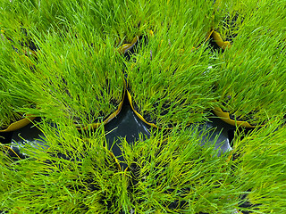 Image showing Green grass in pot