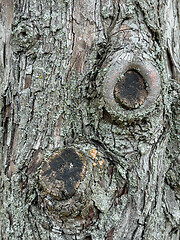 Image showing Tree bark texture