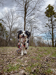 Image showing Australian Shepherd Dog at park