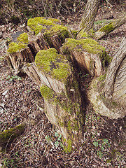 Image showing Old tree stump covered moss