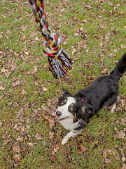 Image showing Australian Shepherd Dog at park