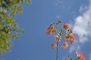 Image showing Summer albizia