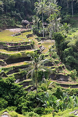 Image showing Tegalalang rice terraces in Ubud, Bali