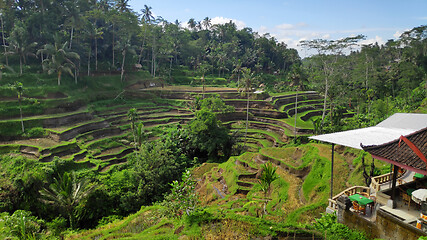 Image showing Tegalalang rice terraces in Ubud, Bali