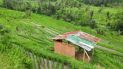 Image showing Jatiluwih rice terrace with sunny day in Ubud, Bali