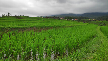 Image showing Jatiluwih rice terrace day in Ubud, Bali