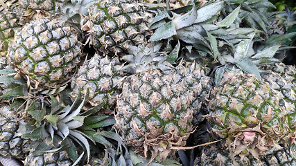 Image showing Ripe pineapple bunch for sale