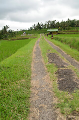 Image showing Jatiluwih rice terrace in Ubud, Bali