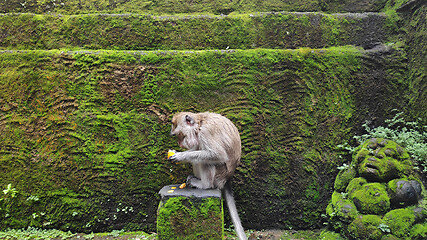 Image showing Monkey sitting on a stone