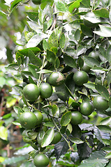 Image showing Green organic citrus fruit