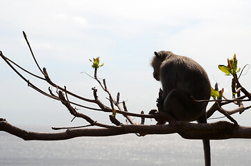 Image showing Monkey on tree on summer day