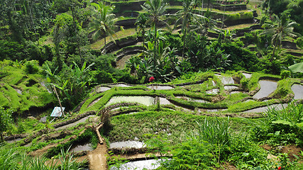 Image showing Tegalalang rice terraces in Ubud, Bali