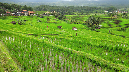 Image showing Jatiluwih rice terrace day in Ubud, Bali