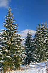 Image showing Winter scene of forest opening, conifer tree