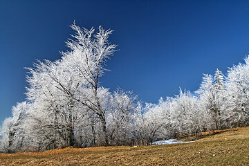 Image showing White frozen trees with the blue sky