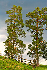 Image showing Coniferous tree and wood fence