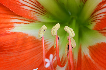 Image showing Close up of red amaryllis