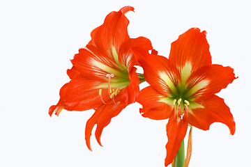 Image showing Red Amaryllis over white