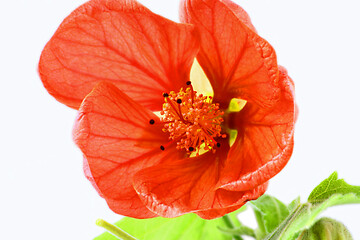 Image showing Close image of orange abutilon flower