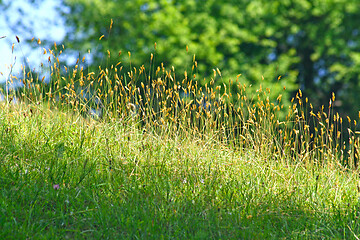 Image showing Focused green grass on the hill