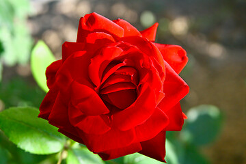 Image showing Close image of a red rose