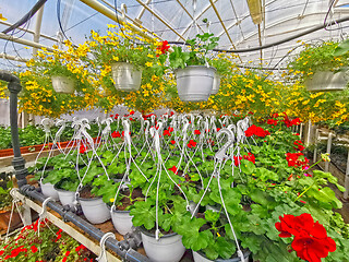 Image showing Blooming flowers in commercial greenhouse