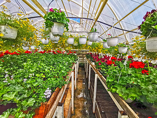 Image showing Blooming flower in greenhouse