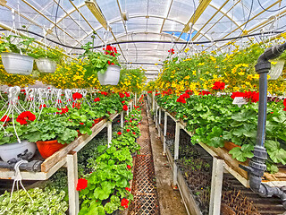 Image showing Hangers with ornamental flowers in greenhouse