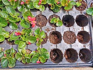 Image showing Seedling spring in greenhouse